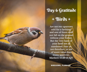 gratitude for birds