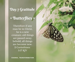 gratitude-day7-butterflies