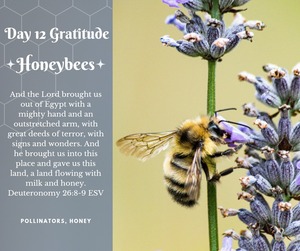 gratitude-day12-honeybees